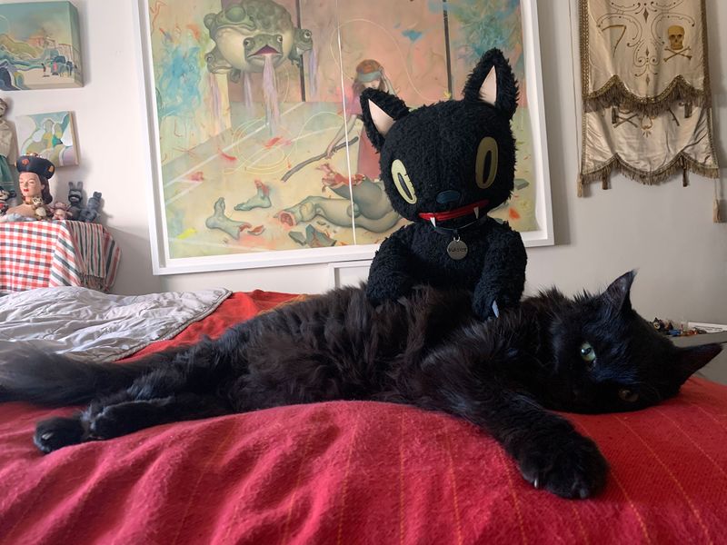 File:Blackiethecat-2.jpg